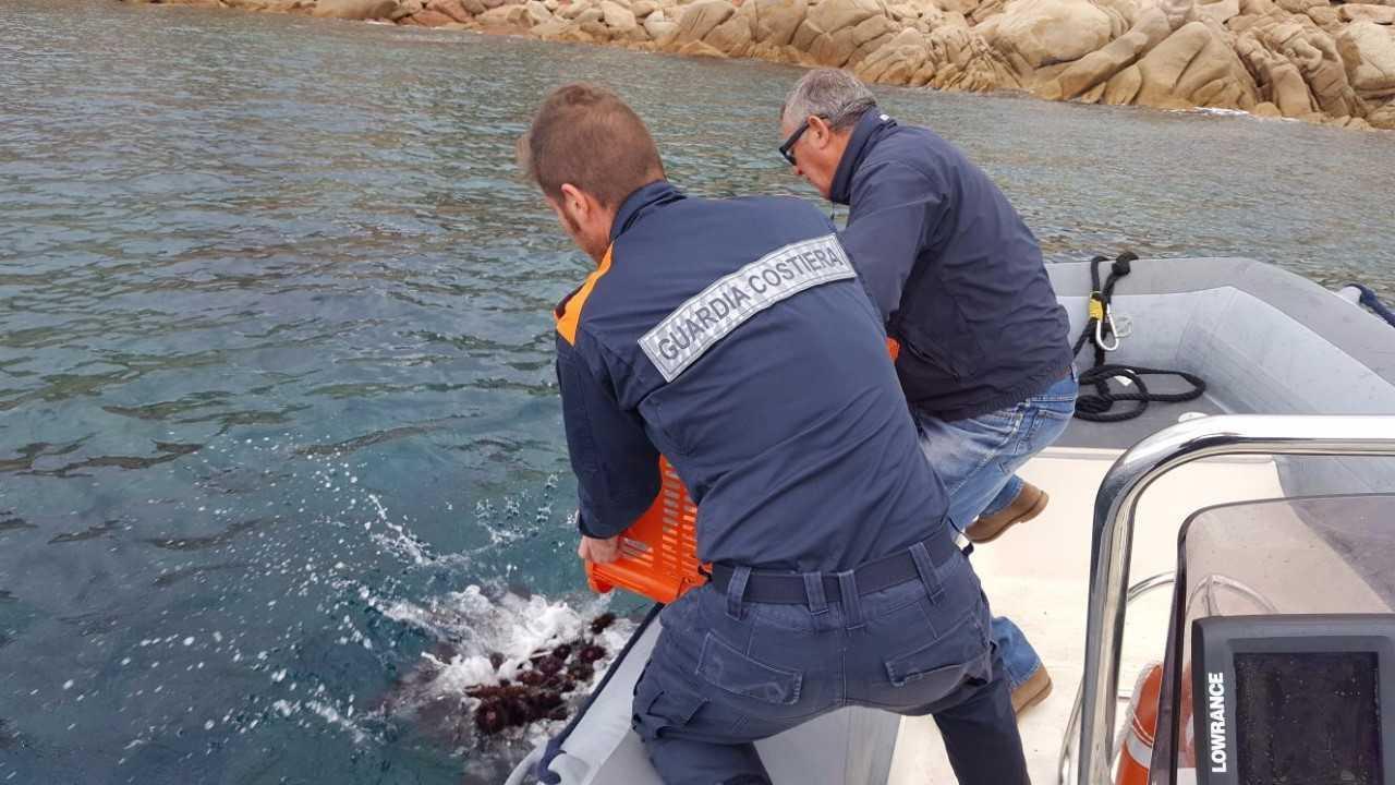 L’allarme di Legambiente, in Sardegna ricci verso la scomparsa 