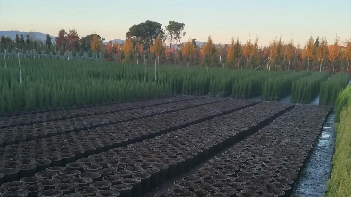 Vivaio di Pistoia depredato nella notte, spariscono 1.400 cipressi