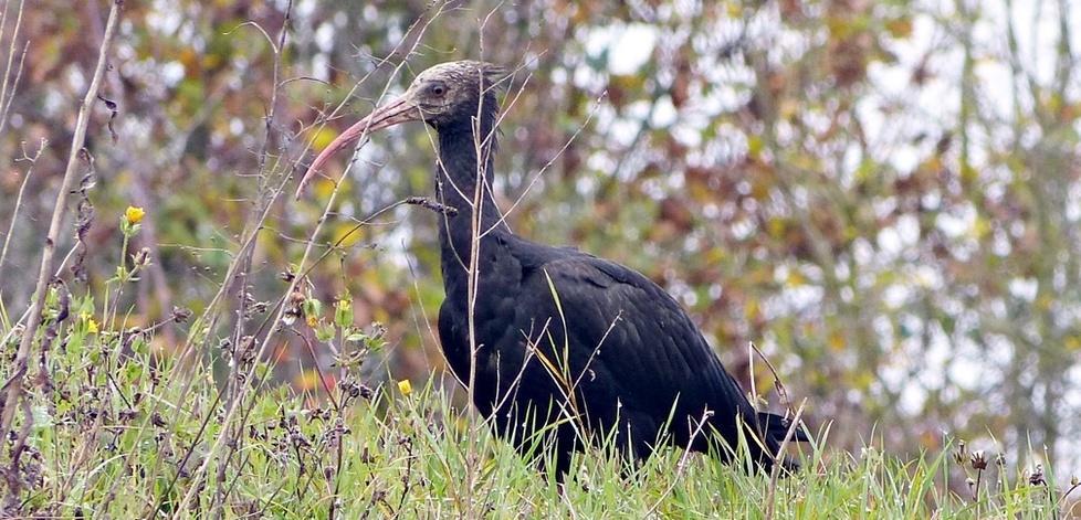 L'esemplare di Ibis Eremita avvvistato lungo il Secchia a Colombaia di Carpineti