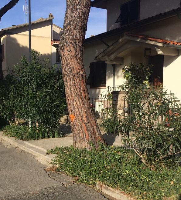 Nuove piante al posto di esemplari secolari 