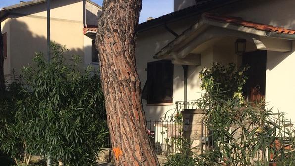 Nuove piante al posto di esemplari secolari