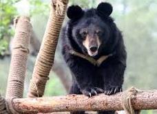 Cena benefica per sostenere l’associazione Animal Asia