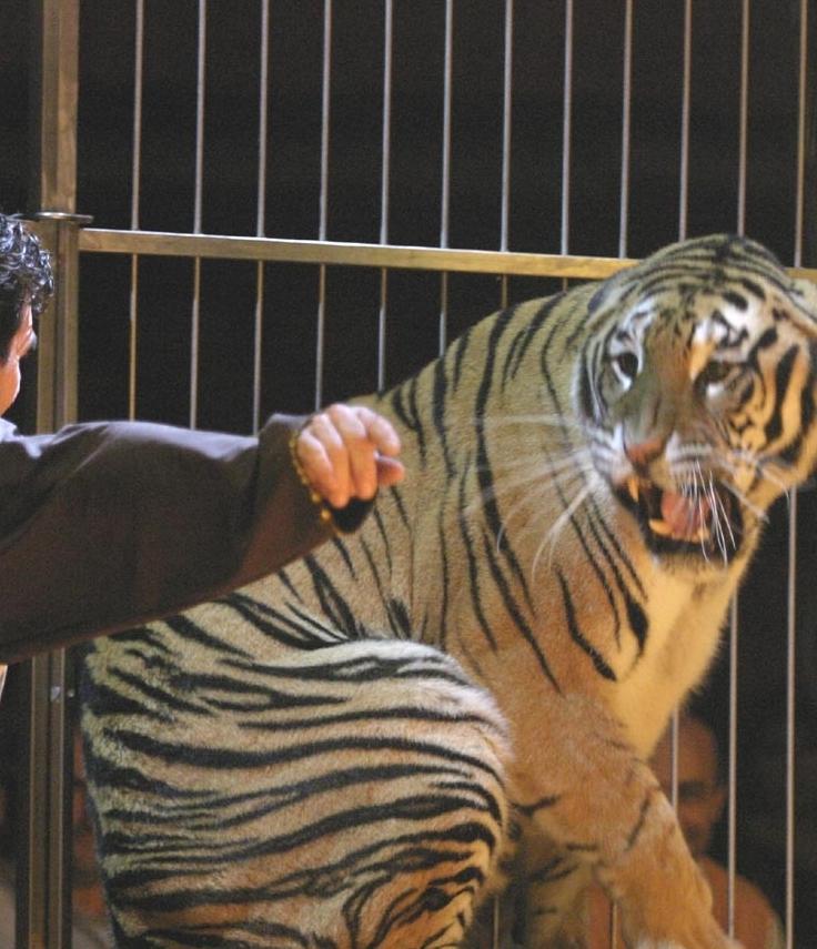 Il Comune di Alghero dice no ai circhi con tigri, leoni ed elefanti 