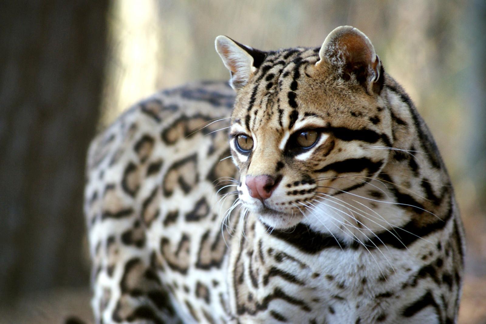 Dorgali, raro esemplare di ocelot sequestrato in uno zoo privato