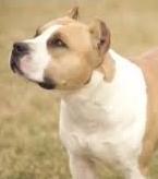 Bastonate e calci al bull terrier, a processo per maltrattamento 