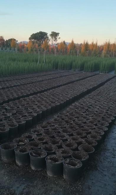 Rubati ad un vivaio 1.400 piccoli cipressi Continua l’epidemia di furti nella piana 