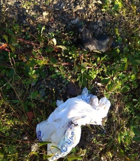 Strage di cani nelle campagne, dieci cuccioli in una busta 