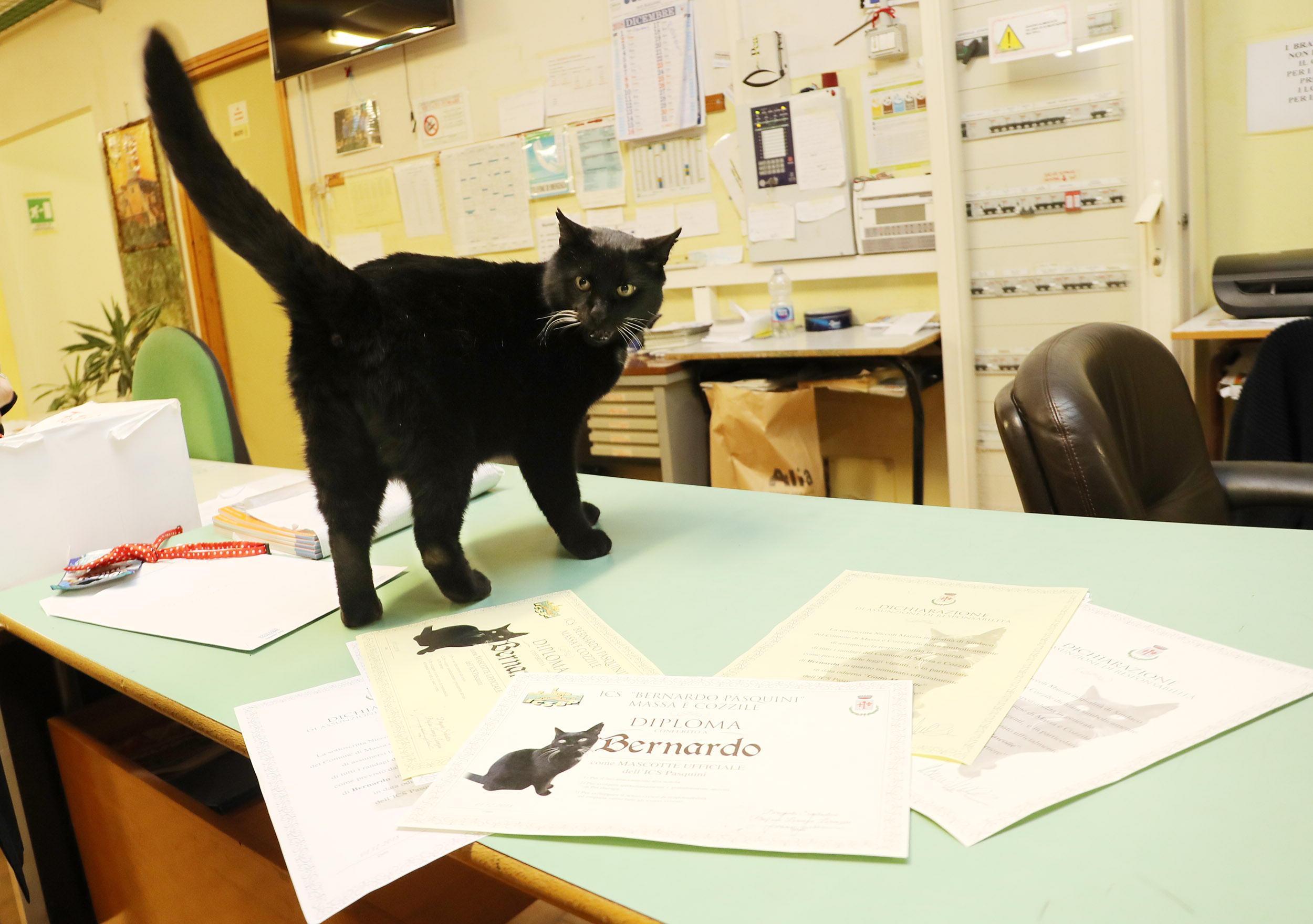 Bernardo, il gatto che ama la matematica e non perde una lezione ora ha anche il diploma - Video