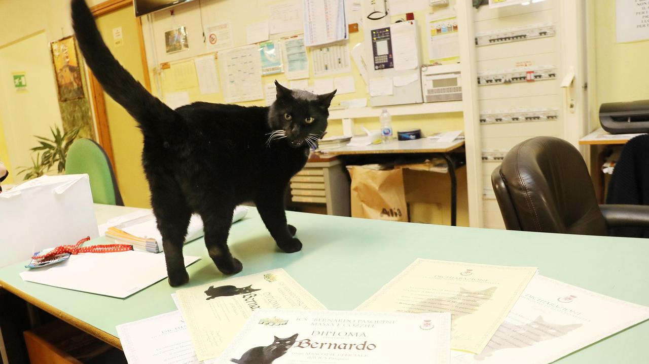Bernardo, il gatto che ama la matematica e non perde una lezione ora ha anche il diploma - Video