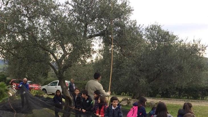 Ittiri, i bambini scoprono l’olivo 