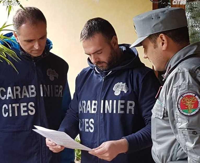 Blitz allo zoo, sequestrato ocelot 