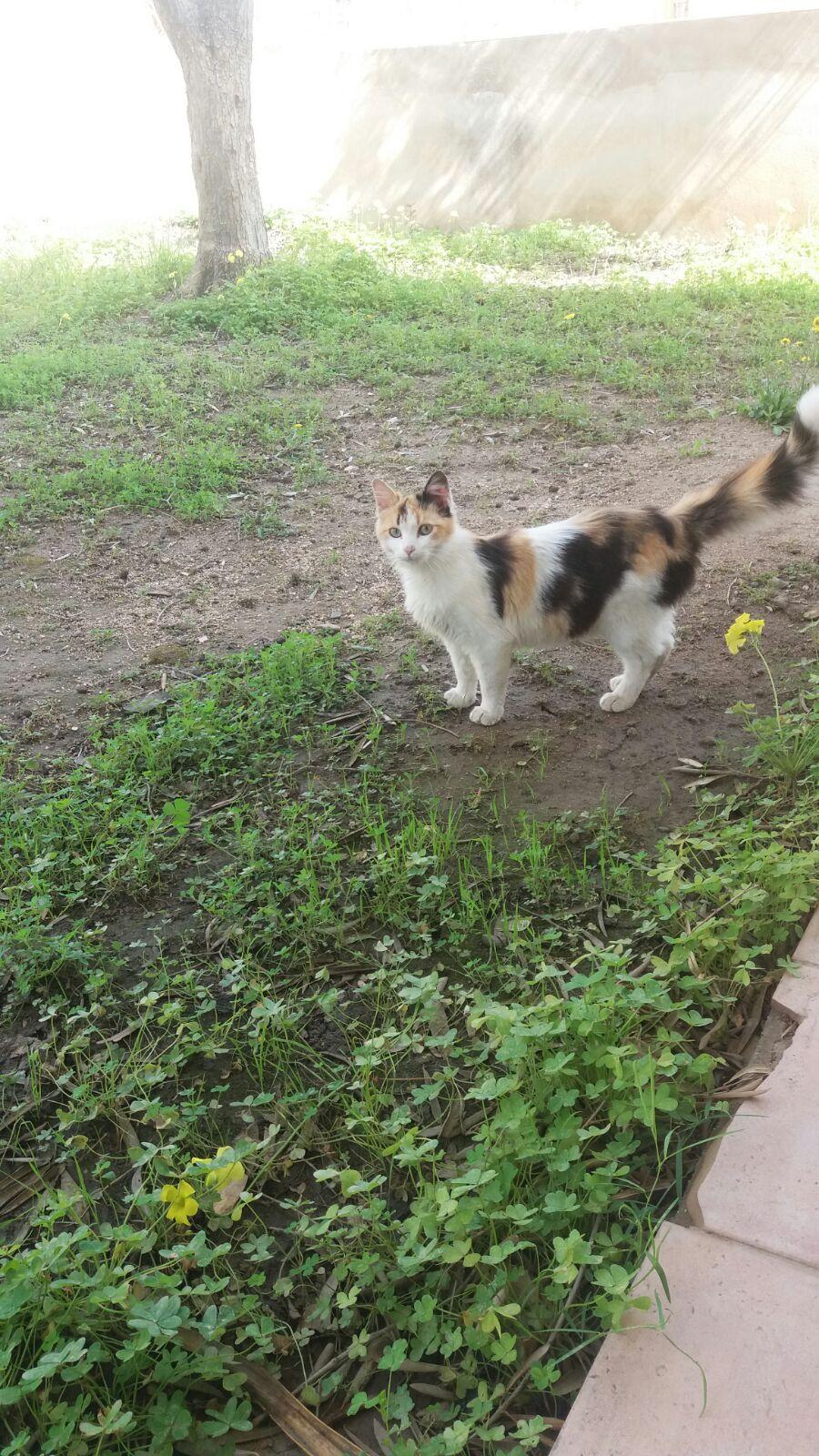 Sei gatti e un cane muoiono fra atroci sofferenze: a Muravera è caccia all'avvelenatore