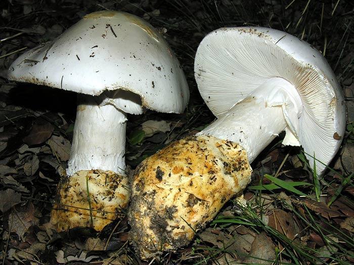 L'amanita proxima è un fungo velenoso