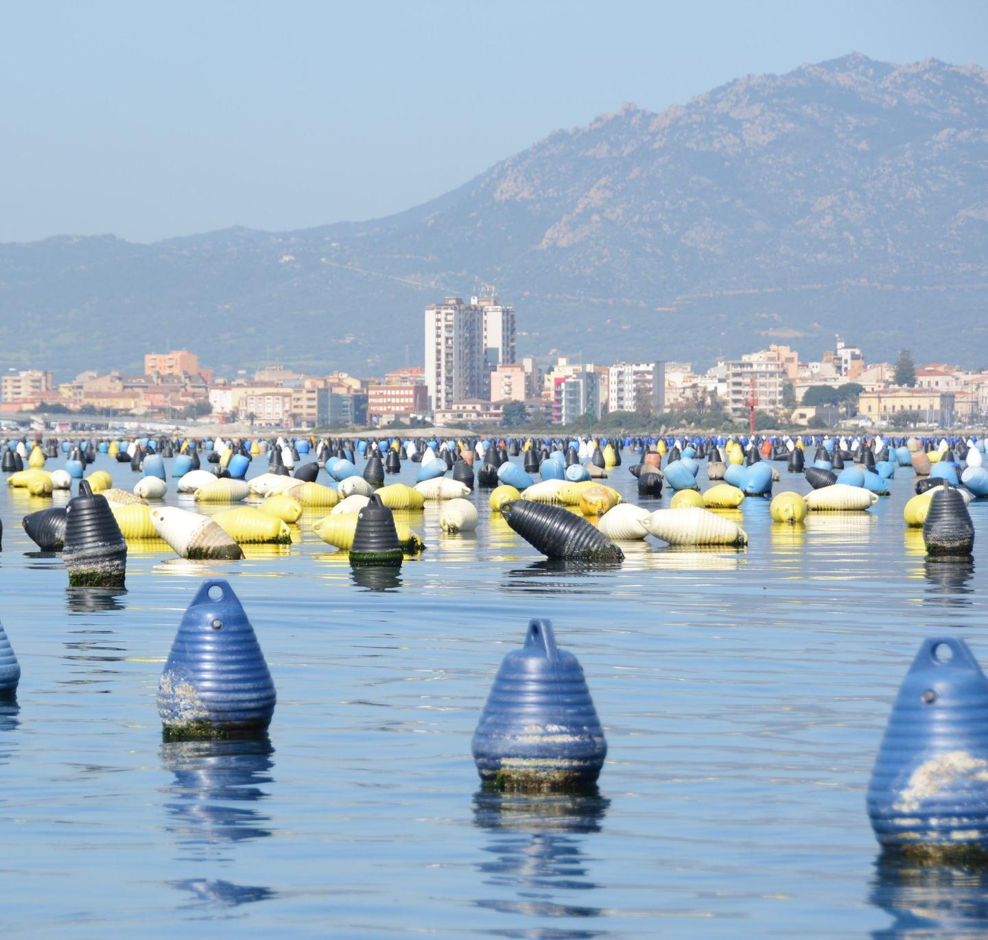 Batteri fecali nel Padrongianus raccolta di cozze ancora bloccata