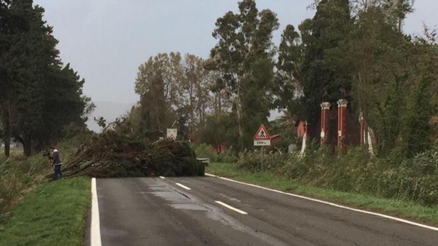 Alberi crollati per maltempo