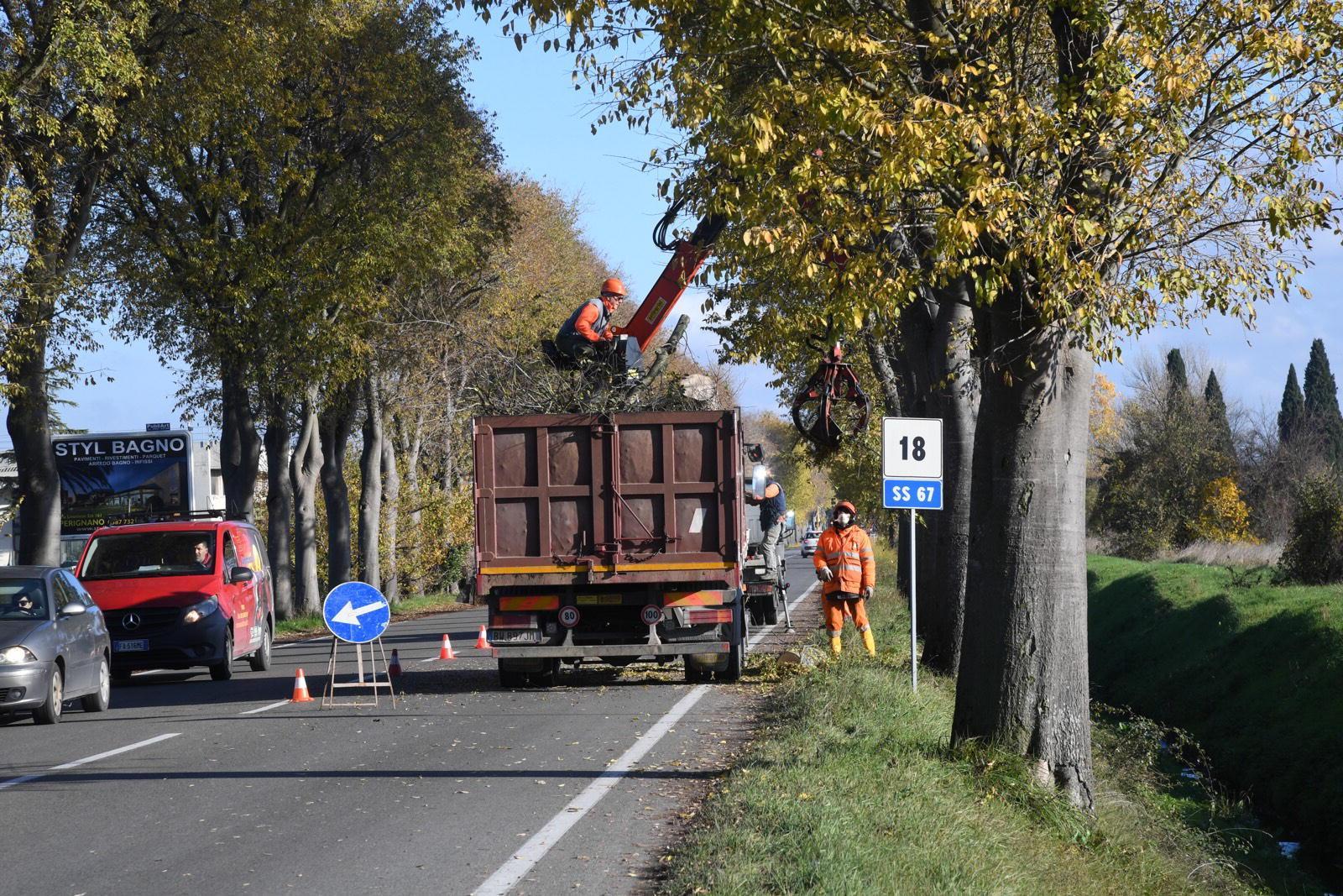 Il taglio degli alberi lungo la Tosco Romagnola