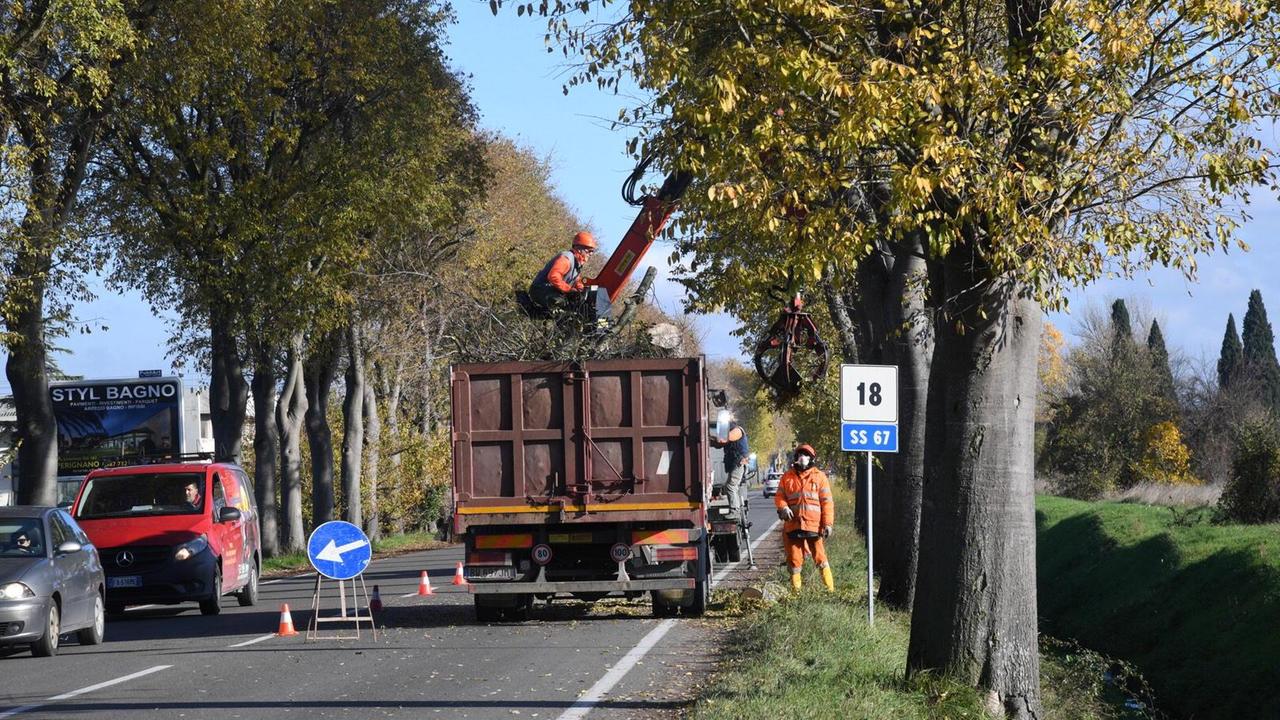 Il taglio degli alberi lungo la Tosco Romagnola
