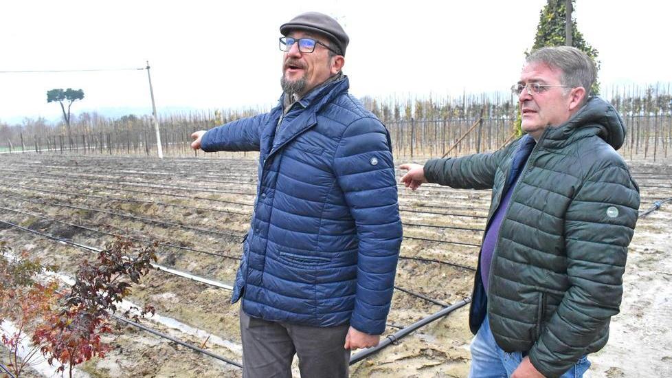 «Vengono rivendute in zona le piantine rubate nei vivai»
