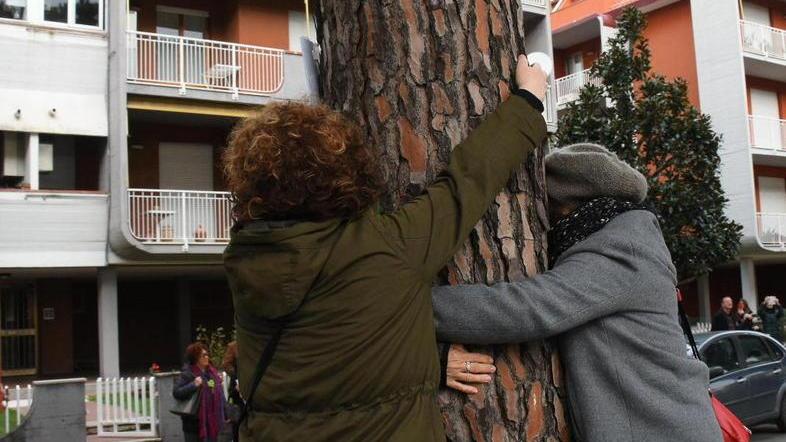 «Caro sindaco, il taglio dei pini è vietato dal Regolamento»