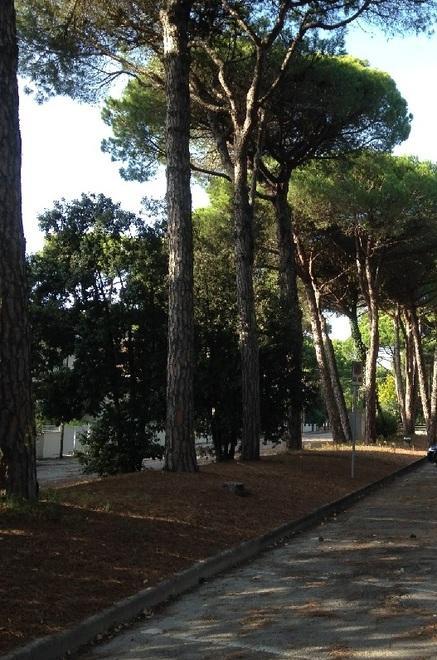 Legambiente e Comune si scontrano sui pini 