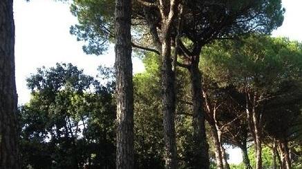 Legambiente e Comune si scontrano sui pini