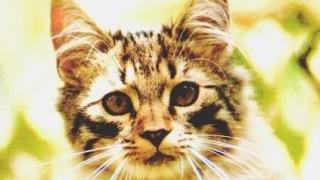 Un gattino da adottare