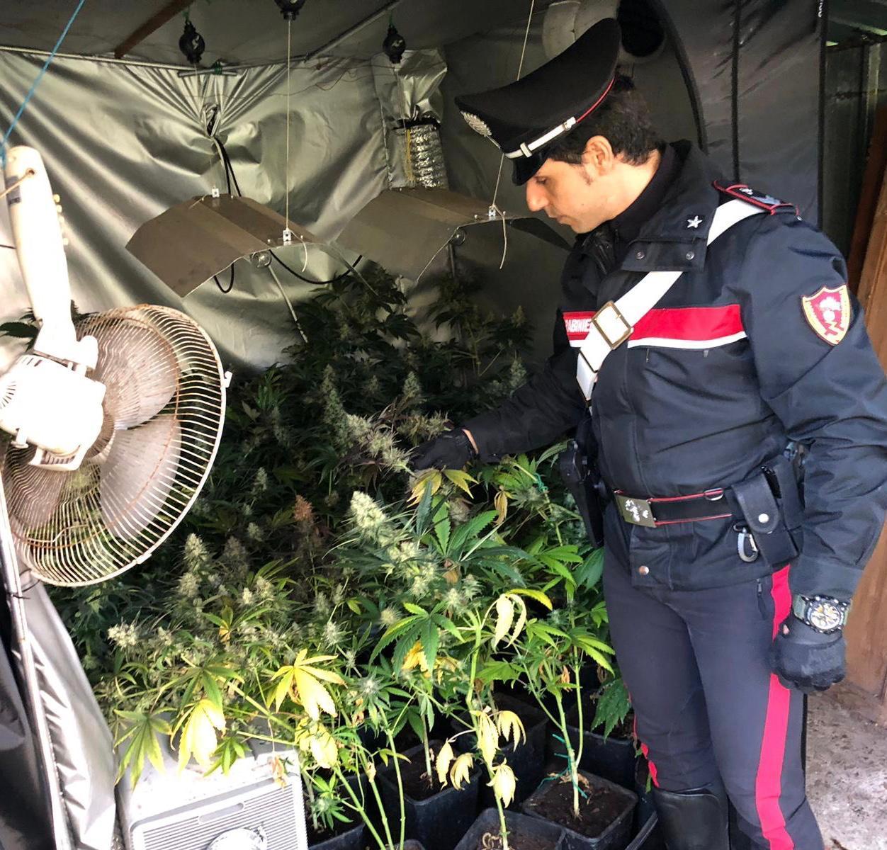 La piantagione di marijuana