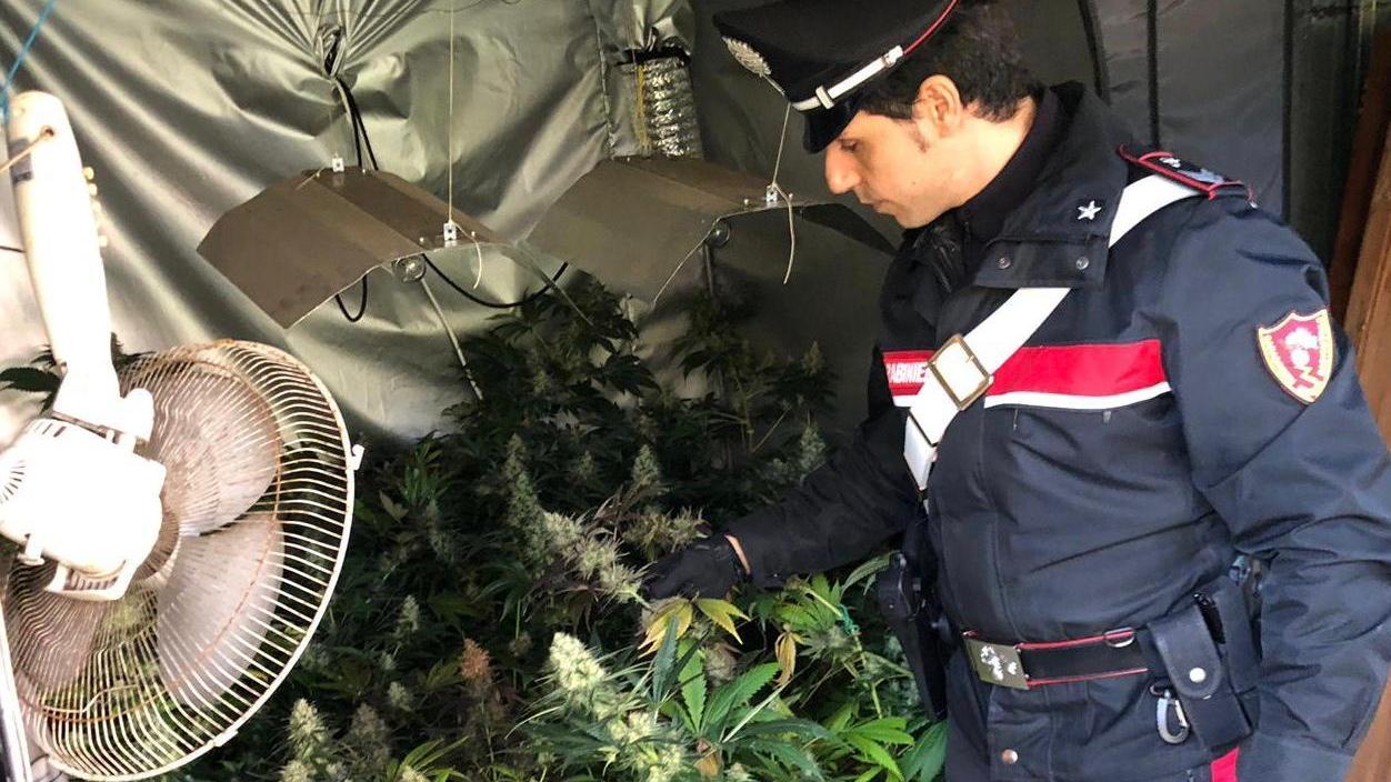 La piantagione di marijuana