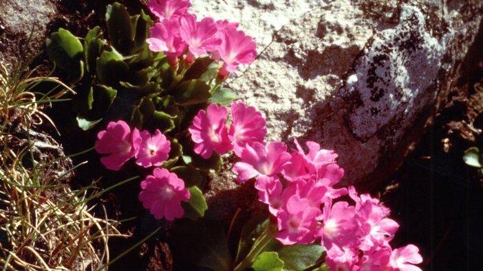 È la primula il fiore-simbolo della Regione e dell’Appennino