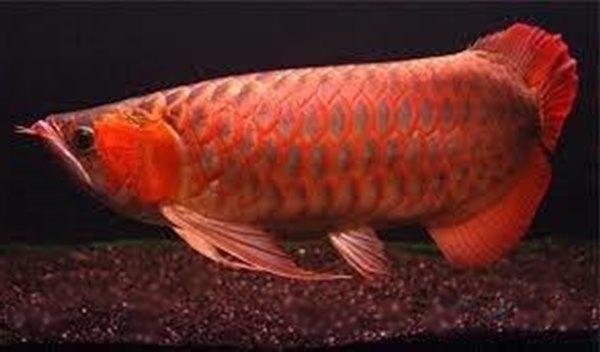 Un esemplare di pesce drago