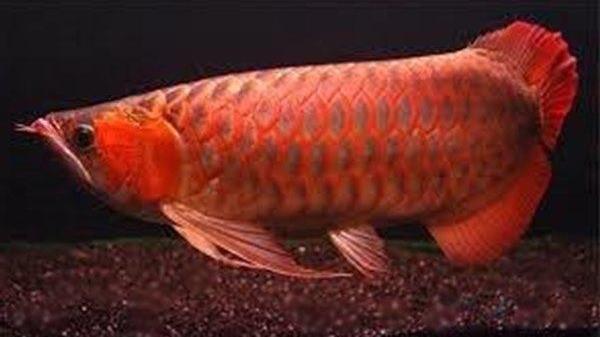 Un esemplare di pesce drago