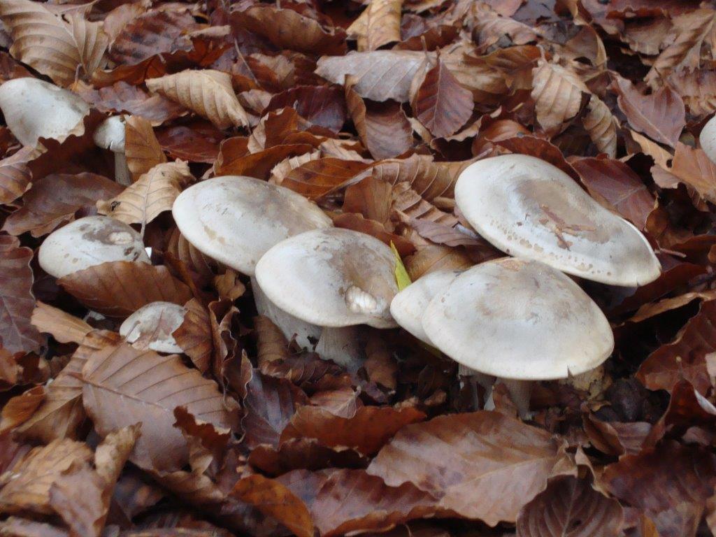I clitocybe nebularis di  cui si sconsiglia il consumo