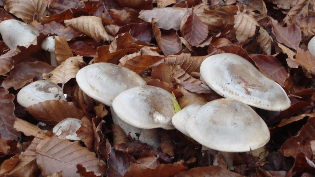I clitocybe nebularis di cui si sconsiglia il consumo