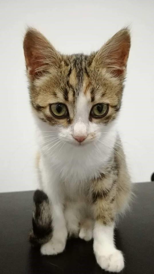 Salvare gli animali: cercasi volontari per la polizia giudiziaria animalista