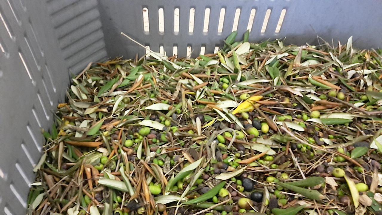 Stava rubando 2 quintali di olive: denunciato