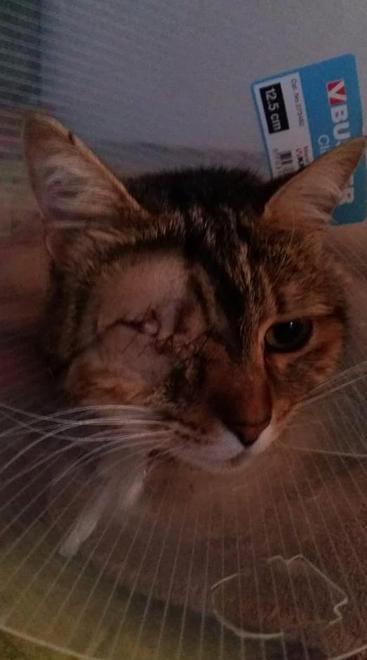 Tanti gatti spariti, è allarme a Camigliano 