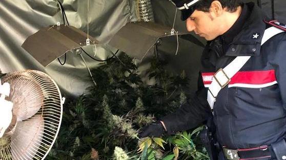 Coltivava la marijuana in giardino: arrestato
