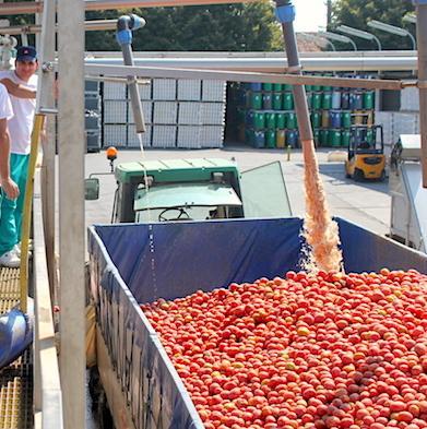 Incontro sul pomodoro Tra sperimentazione e problemi fitosanitari 
