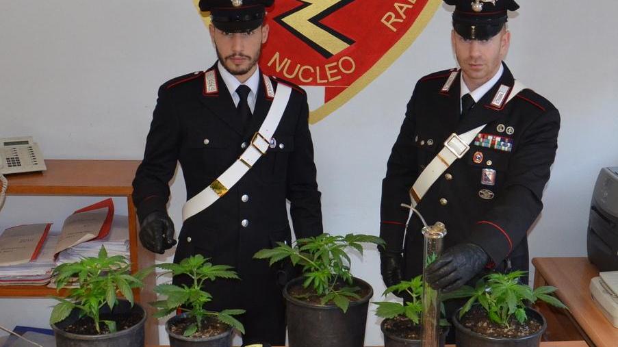 Costruisce una serra e coltiva marijuana In manette un 52enne