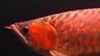 Raro pesce drago sequestrato dal Cites denunciato cinese