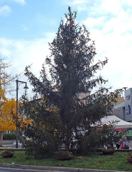 Si accende l’albero e con la luminaria proiezioni sui palazzi 