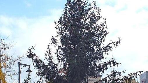 Si accende l’albero e con la luminaria proiezioni sui palazzi
