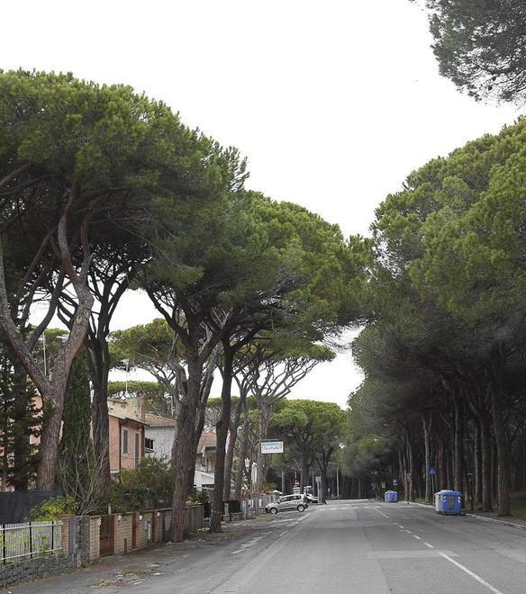 Tre piante di pino saranno sostituite 