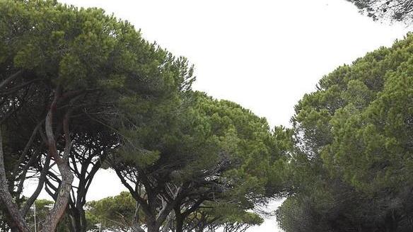 Tre piante di pino saranno sostituite