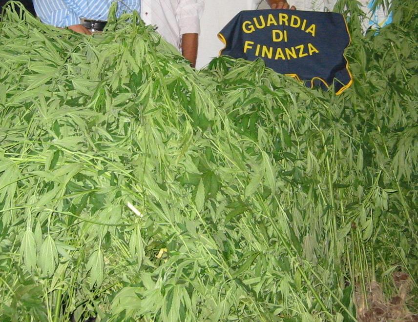 Fossa: una piantagione e 2 chili di droga in casa Arrestato un 25enne 