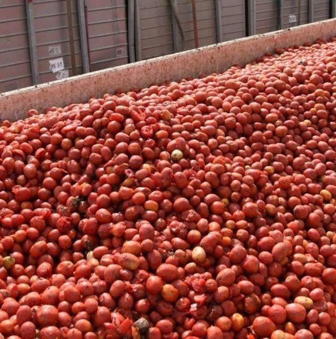 Ferrara regina in “rosso” Soltanto a Piacenza si produce più pomodoro 