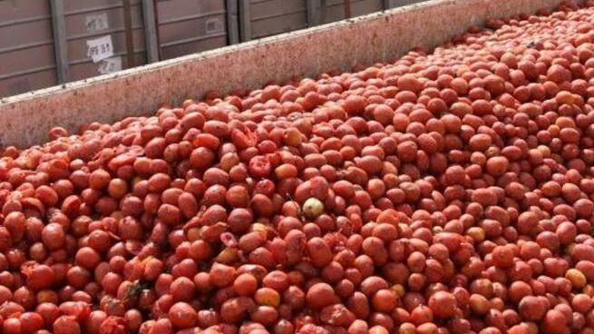 Ferrara regina in “rosso” Soltanto a Piacenza si produce più pomodoro