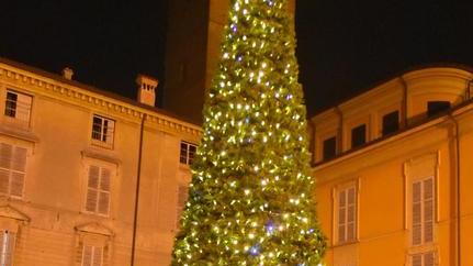 Fake news sull’albero e subito sui social si scatena la polemica