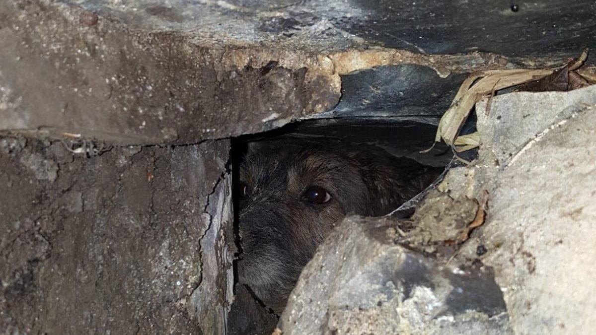 Uno dei cani finiti nella tana dell'istrice