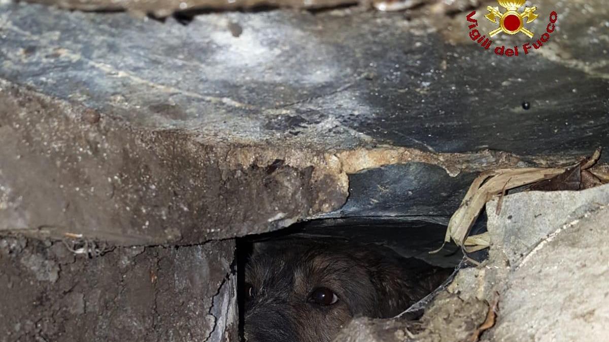 Uno dei cani incastrati nella tana di istrice (foto vvff)